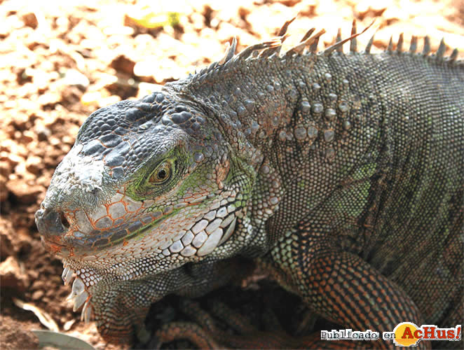 IGUANA