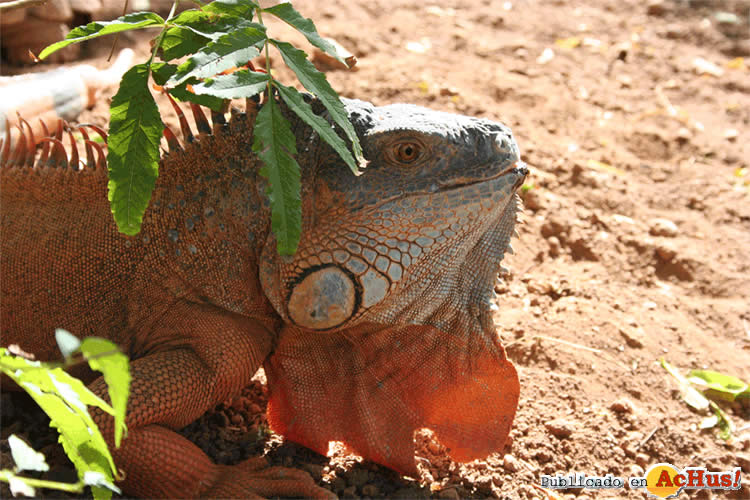 IGUANA2