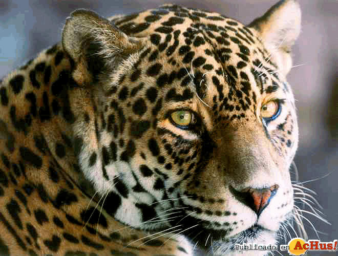 JAGUAR2
