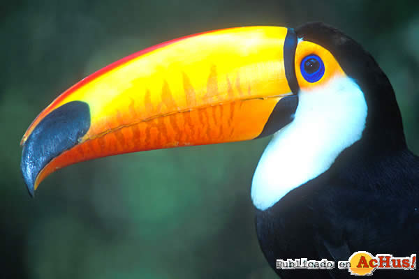 Toco