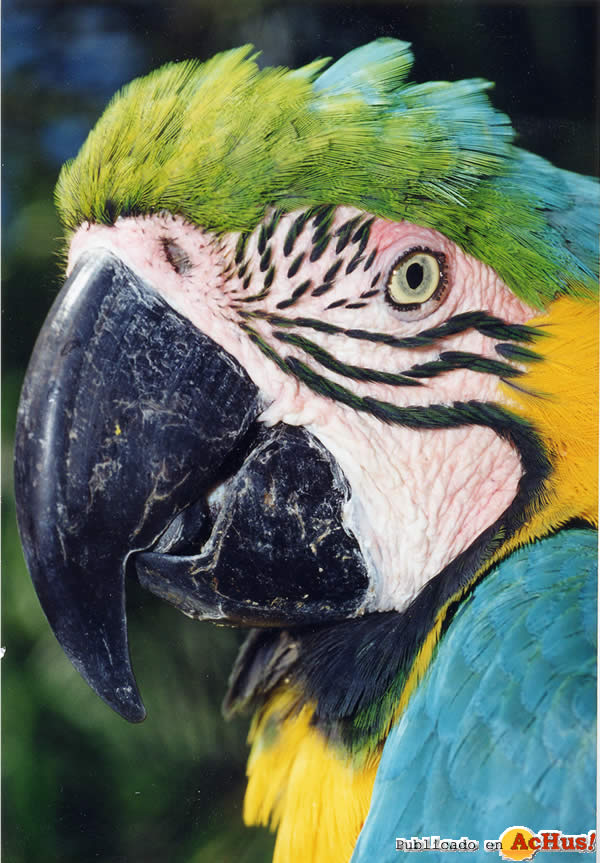 ararauna