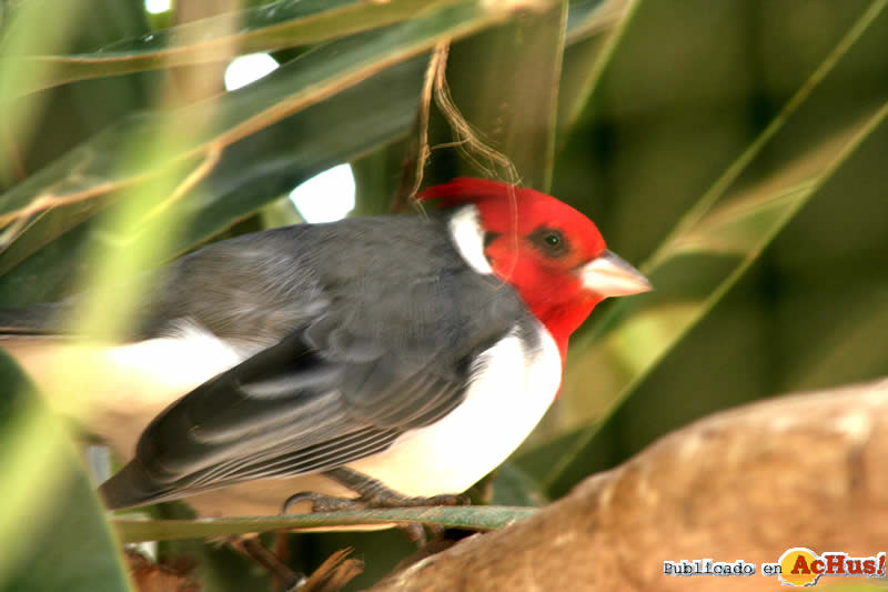 cardenal