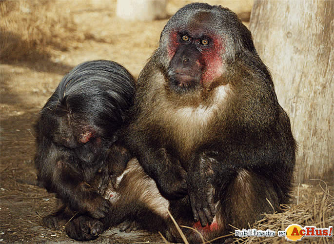 macaco1