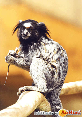 penicilata