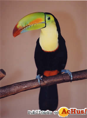 sulfuratus