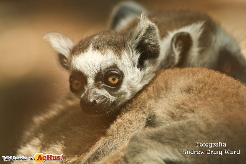 Bebe Lemur 2