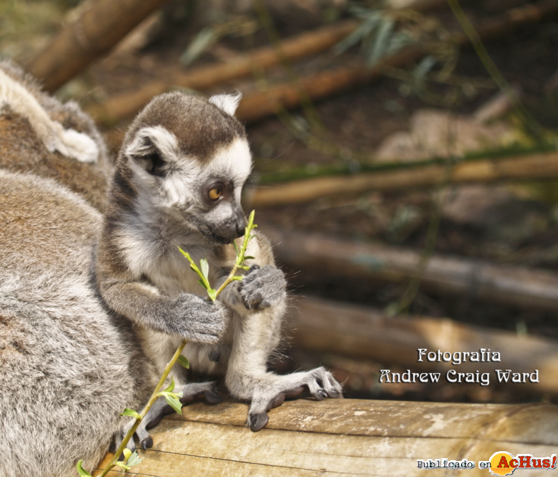 Bebe Lemur