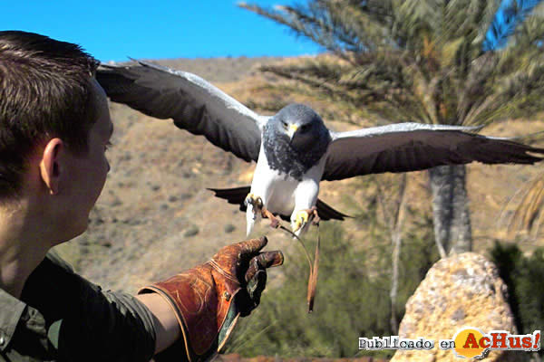 aves_rapaces