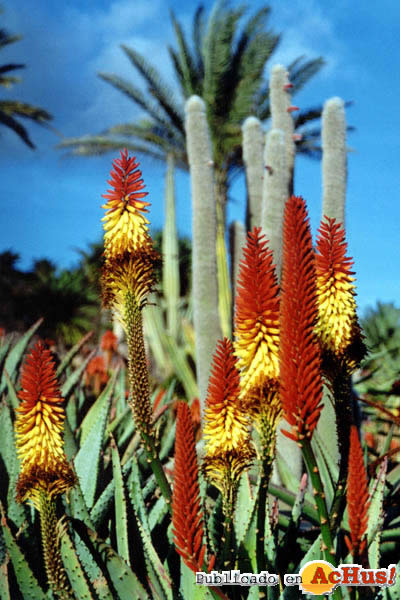 botanico2