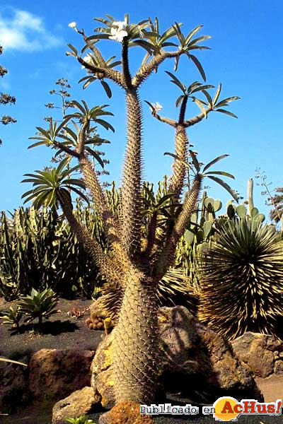 botanico4