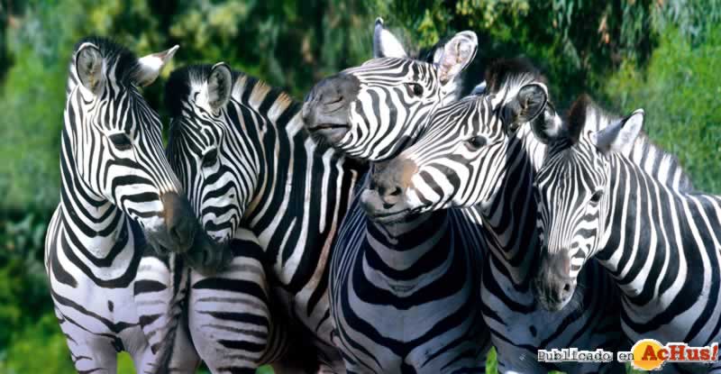 cebras