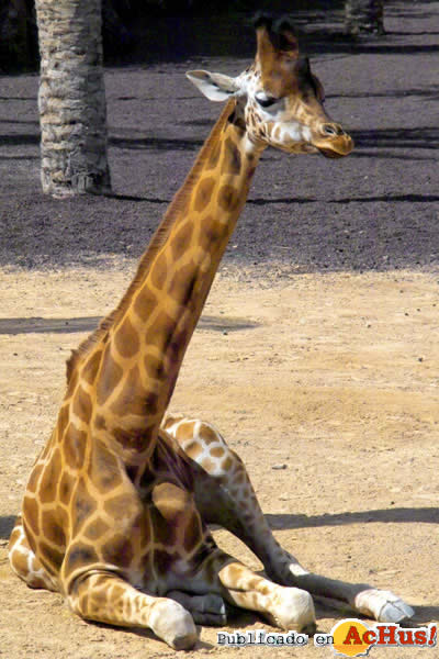 jirafa