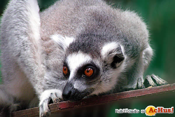 lemur