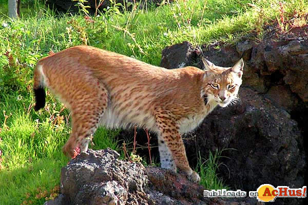 lince