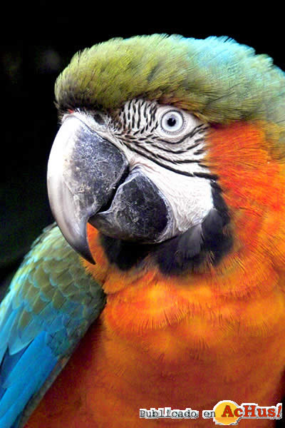 papagayo