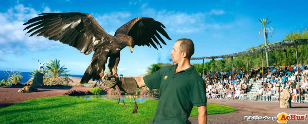 rapaces
