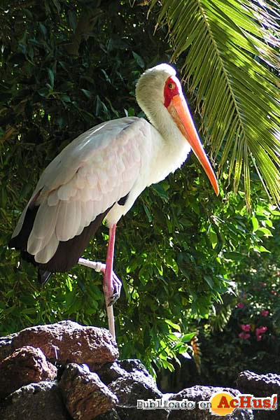 tantalo