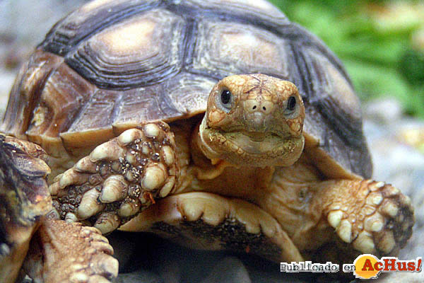 tortuga