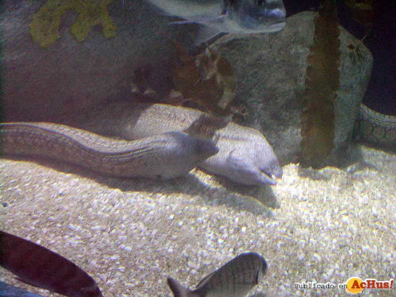 Oceanografico 01