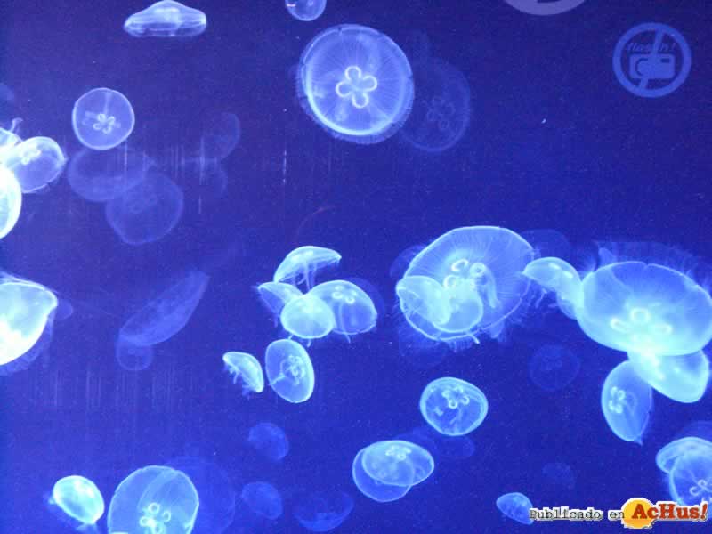 Oceanografico 02