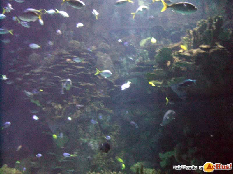Oceanografico 04