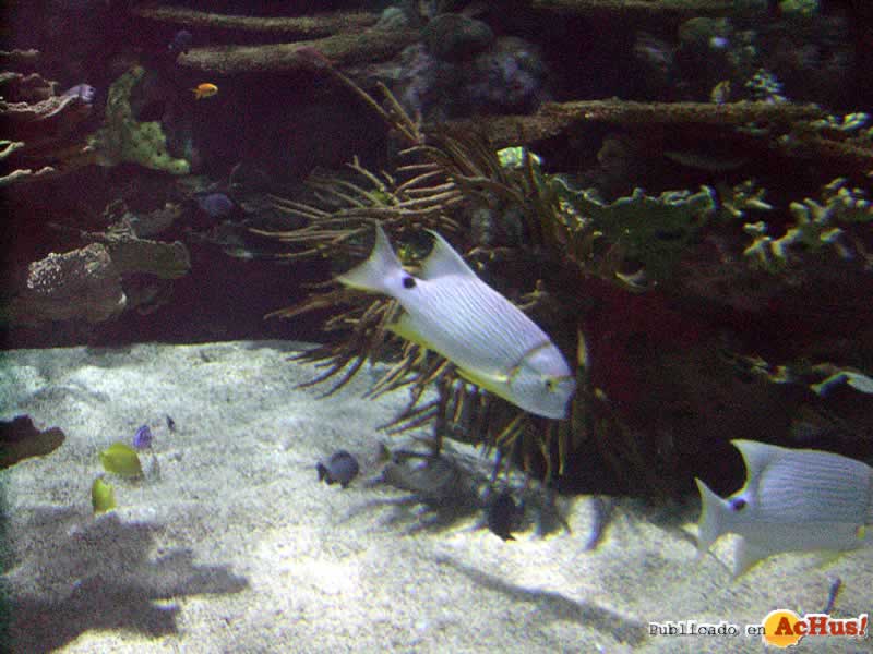 Oceanografico 05