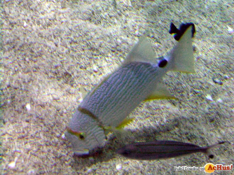 Oceanografico 07