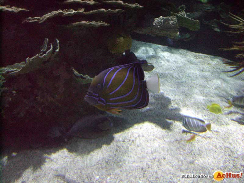 Oceanografico 08