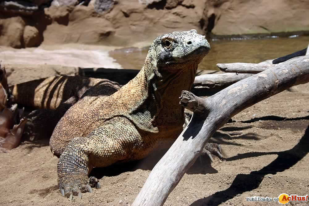 Comodo Dragon