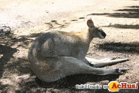 Macropus rufogriseus 2