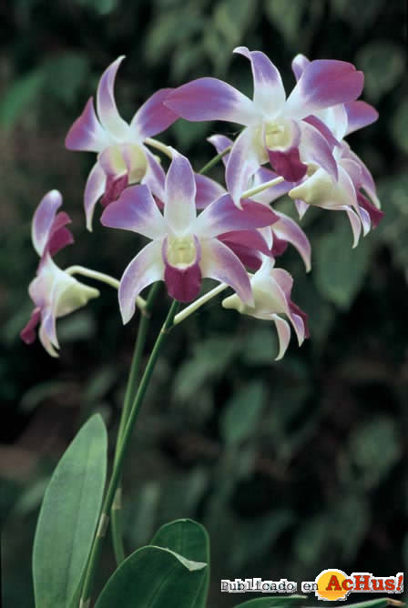 Orquidea