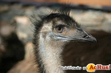 emu