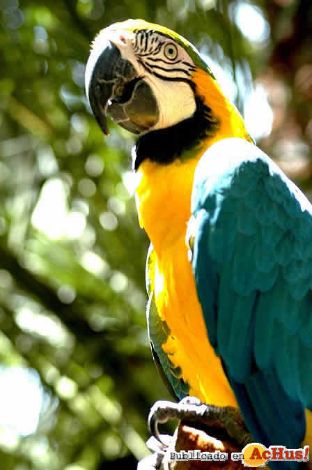 guacamayo