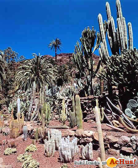 jardin_cactus