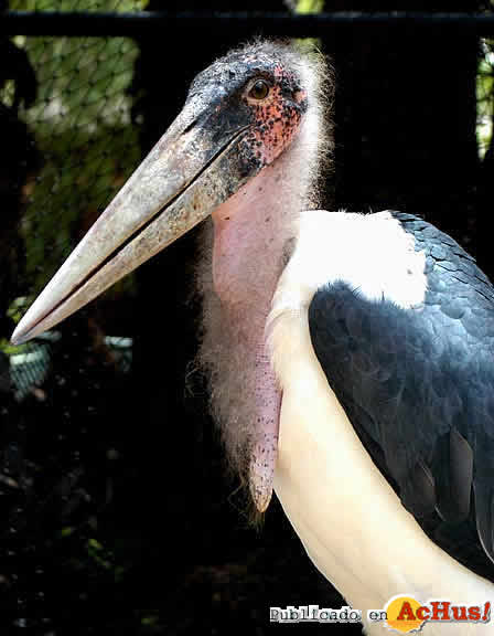 marabu