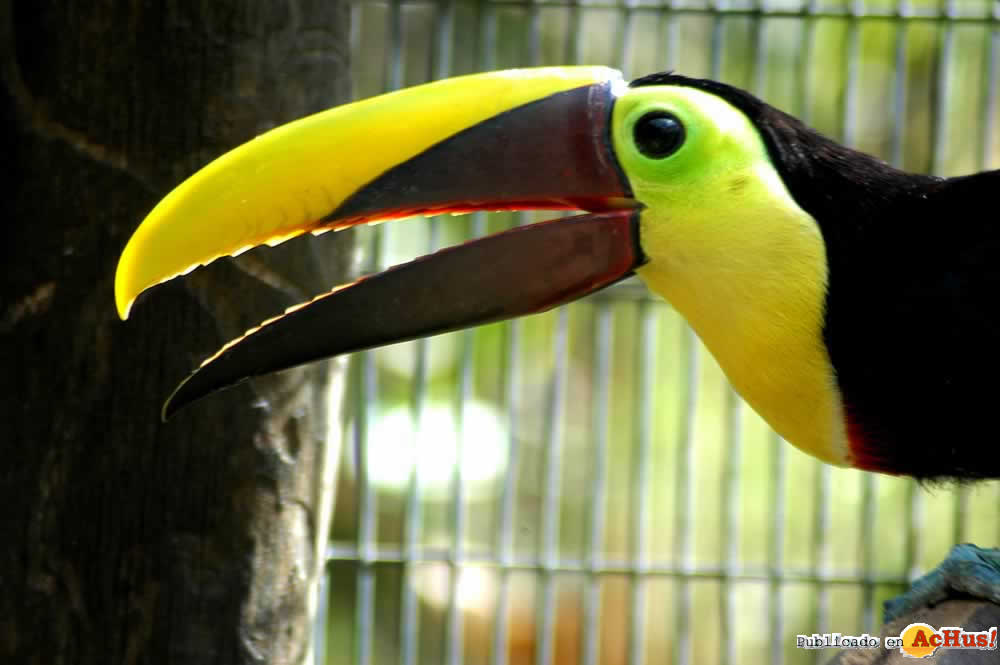 ramphastos swainsonii