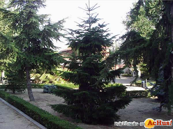 Abies_nordmanniana