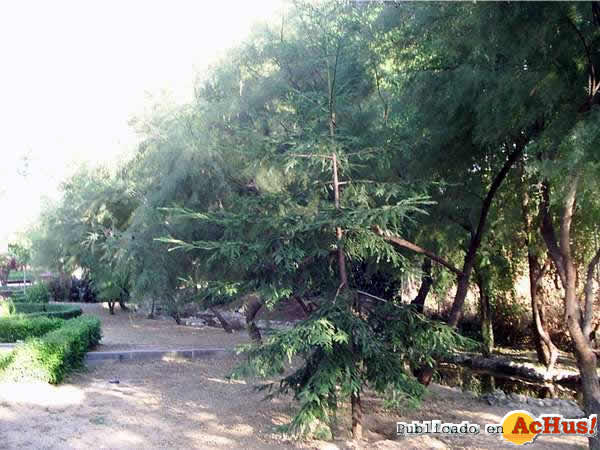 Sequoia_sempervirens