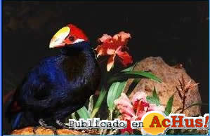 Parque Paraiso Aves 01