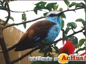 Parque Paraiso Aves 02