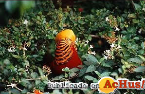 Parque Paraiso Aves 03