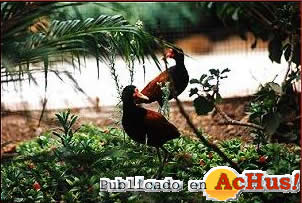 Parque Paraiso Aves 04