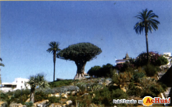 Parque del Drago 02