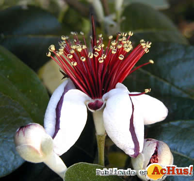 Feijoag