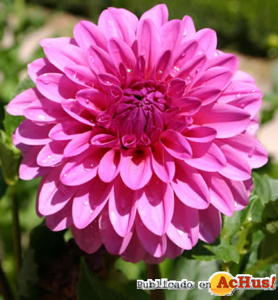 dahliasp