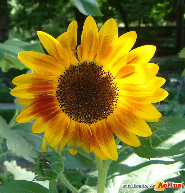 girasol