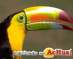 Tucan