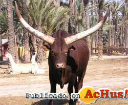 watusi