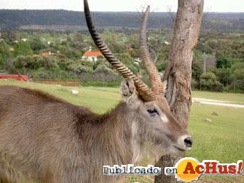 antilope acuatico