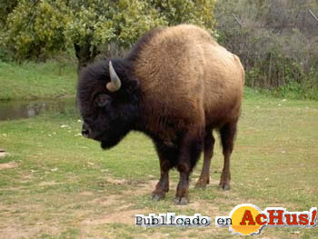 bisonte americano